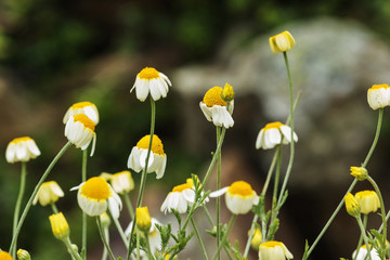 Fototapeta premium Chamomile flowers