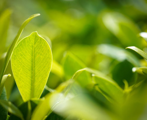 Closeup nature view of green leaf in garden at summer ecology background environment blur light.