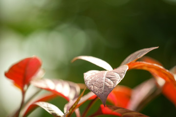 Closeup nature red leaf in garden on summer time with environment blur light ecology green background.