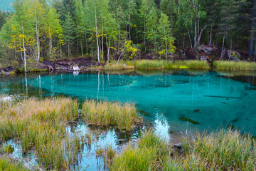 A picturesque turquoise geyser lake,in which blue and green circles rise and diverge against the background trees and grass in Altai mountains near the forest