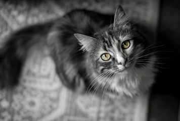 Mesmerizing kitty gazing up