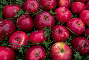Apples 