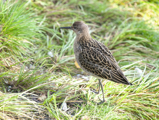 portrait of a male ruff (Calidris pugnax),Tromso,Norway