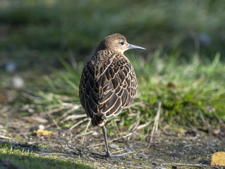 portrait of a male ruff (Calidris pugnax),Tromso,Norway