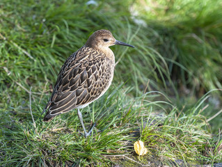 portrait of a male ruff (Calidris pugnax),Tromso,Norway