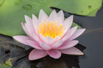 Pink lotus flower in pond.