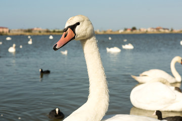 White swan on the water surface summer day