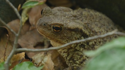 Scared Frog Image in Nature in a Mountain Forest