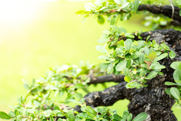 Bonsai tree in the garden, image use for planted to decorate.