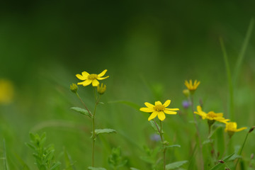 small wild sunflower