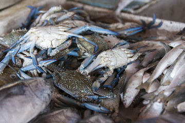 Fresh blue crabs on the fish market display