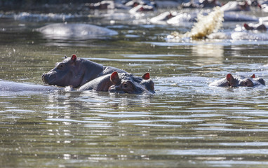 Hippos in a waterhole of the Serengeti
