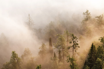 Tree tops in forest with dense fog or mist