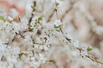 spring apple white nature flowers