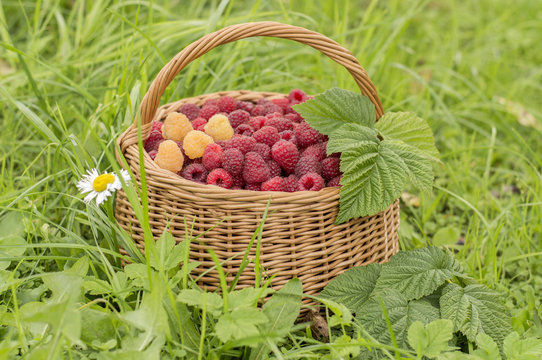 raspberry in basket on green grass. 