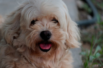 The cute dog looking here.