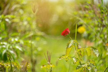 Red rose blooming.