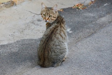 big gray cat sitting on the asphalt on the street