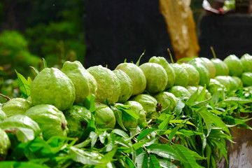 green fresh pile of Guava