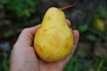 one large ripe yellow pear in hand