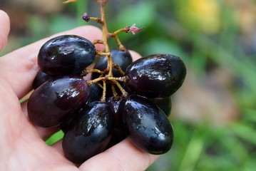 blue ripe wet grape berries on fingers of hand