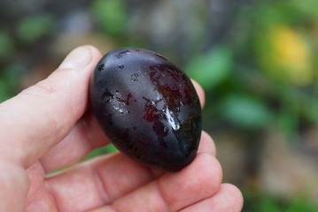 big blue wet ripe plum in fingers of hand