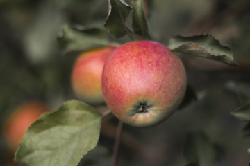 Very fresh apples on a branch