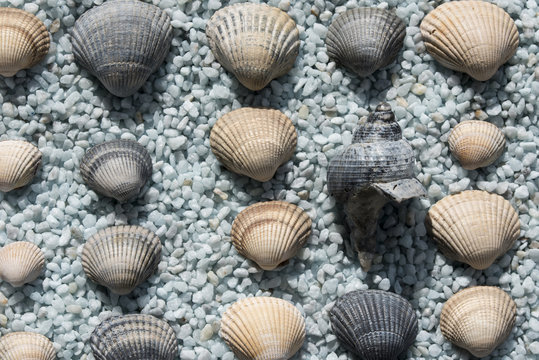 Muscheln am Strand, Muschel, Sand, beach, Kies, Muscheln, Schnecken, Meer, Sonne, Ozean, Sommer, moluske 