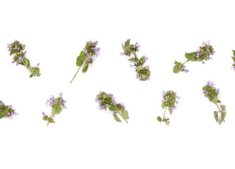Floral pattern made of field flowers isolated on white background. Flat lay. Top view.