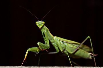 Macro photography of Female European Mantis or Praying Mantis (Mantis religiosa) with dark background