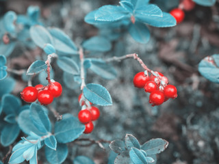 Beautiful fantastic fabulous natural blue background. Ripe red cranberry berry grows in the forest