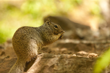 A Horn posing