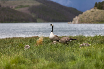 Geese Family grasing near Boulder