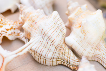Background of seashells