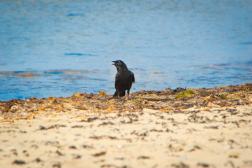 crow