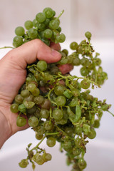 grapes in hand