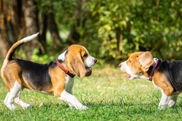 Dog beagle on the grass