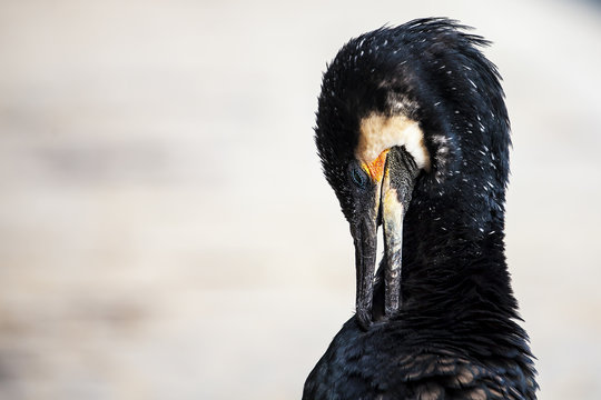 Cormorant