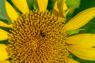 Sunflower Macro