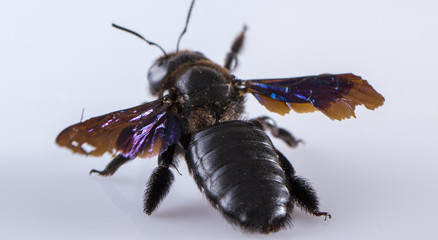 Close up of Carpenter Bee perched on Concrete wall