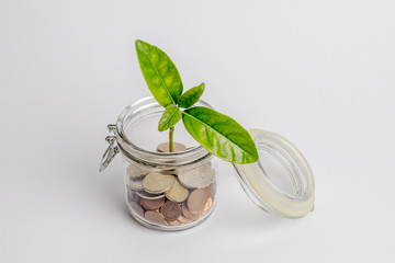 Coins in a glass jar with a green plant growing inside, isolated on white