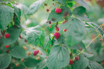 Red raspberry bush (rubus idaeus) with ripe fruits in the organic garden.
