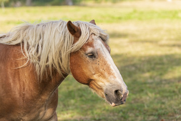 Portrait eines Pferdes im Sommer mit Fliegen an den Augen