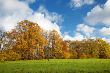 trees with multicolored leaves on the field