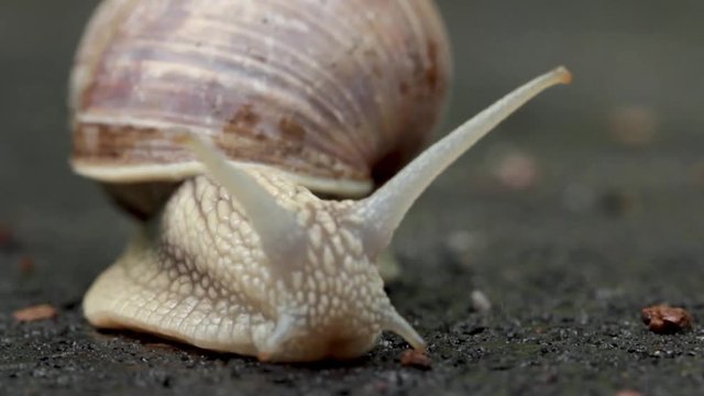 Snail crawling on the asphalt road. Burgundy snail, Helix, Roman snail, edible snail or escargot crawling