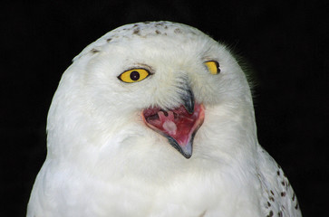 Schneeeule