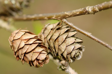 Fir cones on the branch.