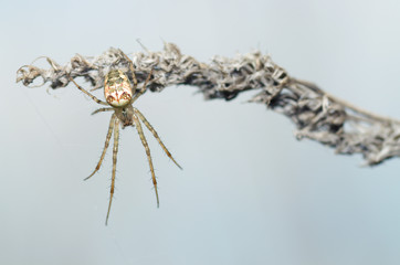 A spider knits a web.