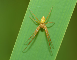 A spider knits a web.