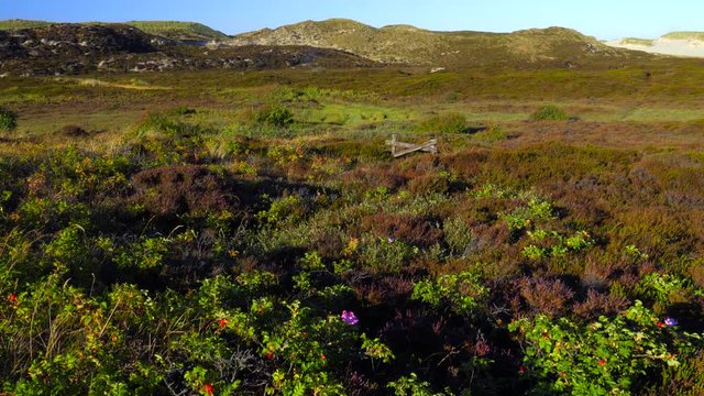 Sylt Wander D&uuml;nen und Heide Landschaft 